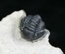 Nicely Preserved Gerastos Trilobite #4131-3
